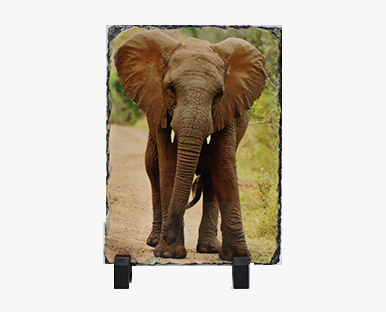 olifant2-f7f7f7